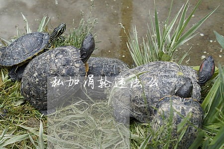 私加涡轮违法么 私加涡轮违法么
