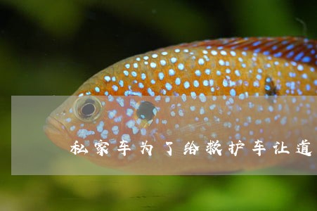 私家车为了给救护车让道违法 私家车为了给救护车让道违法
