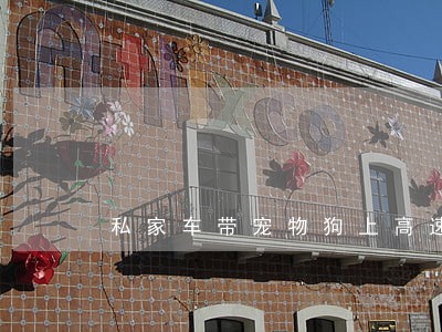 私家车带宠物狗上高速违法吗 私家车带宠物狗上高速违法吗