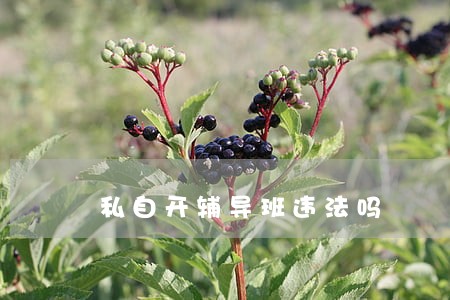 私自开辅导班违法吗