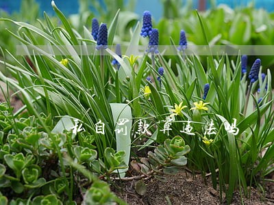 私自罚款算违法吗 私自罚款算违法吗