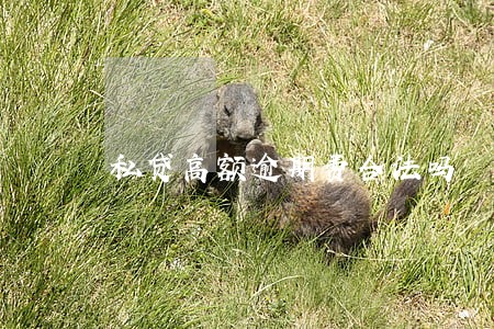 私贷高额逾期费合法吗 私贷高额逾期费合法吗