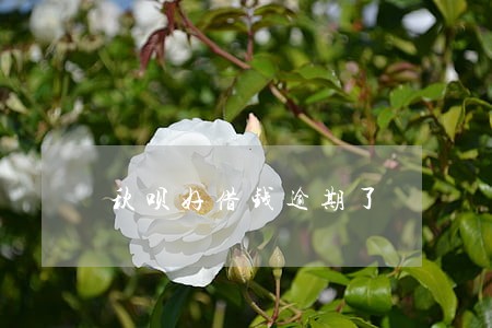 秋呗好借钱逾期了 秋呗好借钱逾期了