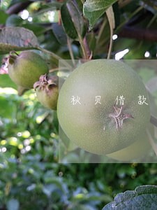 秋贝借款逾期了 秋贝借款逾期了