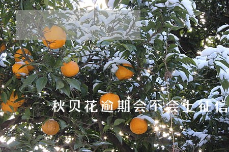 秋贝花逾期会不会上征信 秋贝花逾期会不会上征信