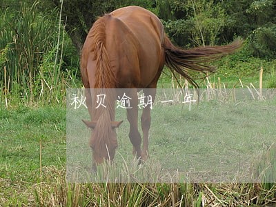 秋贝逾期一年 秋贝逾期一年