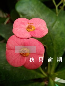 秋贝逾期会上征信吗 秋贝逾期会上征信吗