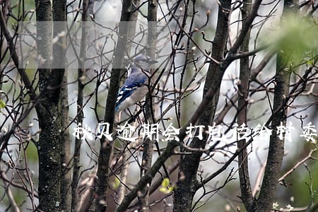 秋贝逾期会打电话给村委会吗 秋贝逾期会打电话给村委会吗