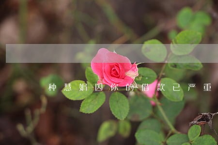 种慧娟因你的借款已严重逾期 种慧娟因你的借款已严重逾期