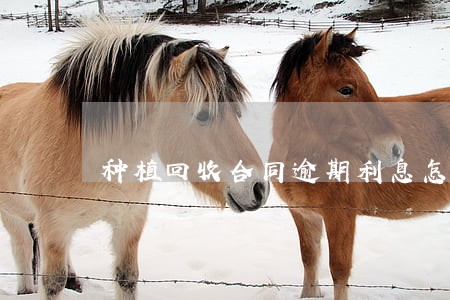 种植回收合同逾期利息怎么计算 种植回收合同逾期利息怎么计算