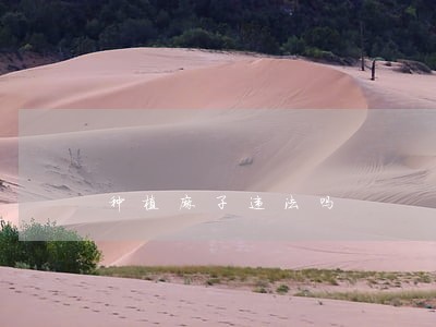 种植麻子违法吗 种植麻子违法吗