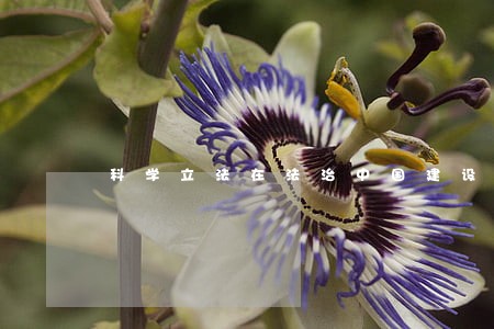 科学立法在法治中国建设中的要求 科学立法在法治中国建设中的要求