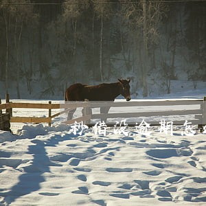 秒借没逾期怎么显示 秒借没逾期怎么显示