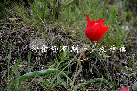 秒借贷逾期一直发短信 秒借贷逾期一直发短信