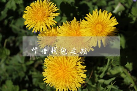 秒借钱包逾期 秒借钱包逾期