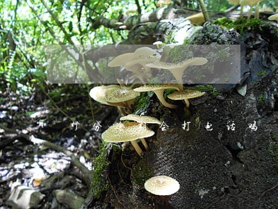 秒分逾期会打电话吗