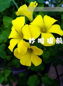 秒啦提前还款提示逾期 秒啦提前还款提示逾期
