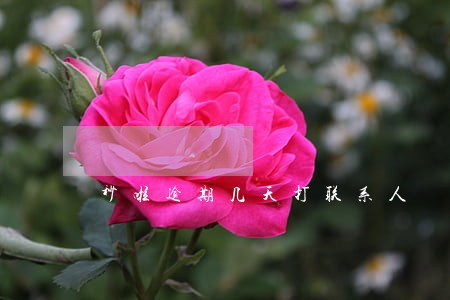 秒啦逾期几天打联系人 秒啦逾期几天打联系人