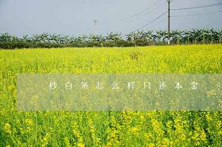 秒白条怎么样只还本金 秒白条怎么样只还本金