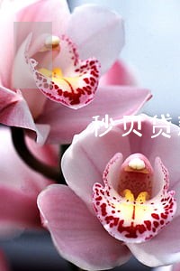 秒贝贷款公司逾期征信王强 秒贝贷款公司逾期征信王强