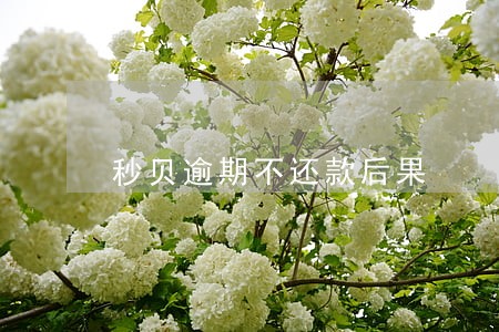 秒贝逾期不还款后果