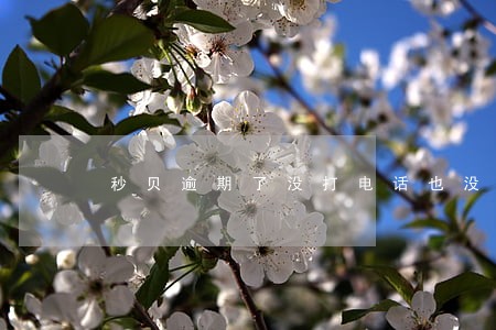 秒贝逾期了没打电话也没发短信 秒贝逾期了没打电话也没发短信