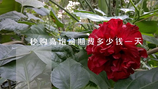 秒购高炮逾期费多少钱一天 秒购高炮逾期费多少钱一天
