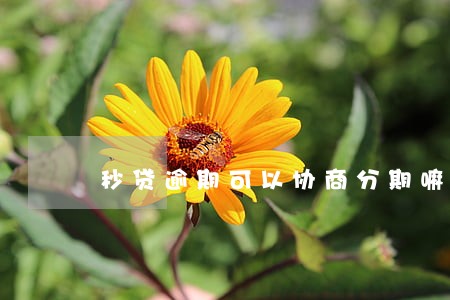 秒贷逾期可以协商分期嘛 秒贷逾期可以协商分期嘛