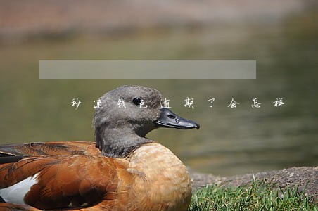 秒速钱包逾期了会怎样