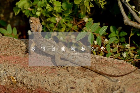 秒钱包逾期怎么办