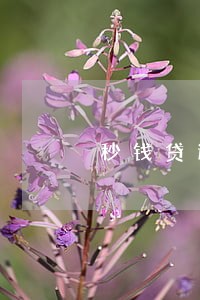 秒钱贷逾期三天 秒钱贷逾期三天