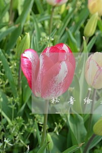 秘鲁给我打电话说我逾期了 秘鲁给我打电话说我逾期了