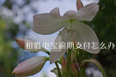 租借电宝逾期支付怎么办