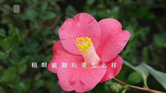租呗逾期后果怎么样 租呗逾期后果怎么样
