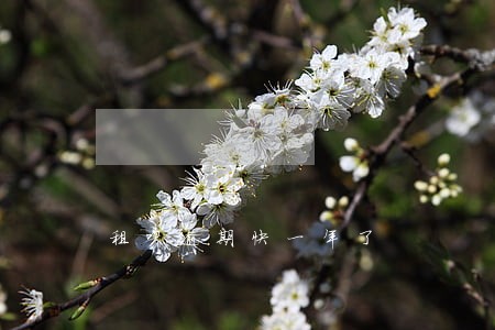 租呗逾期快一年了