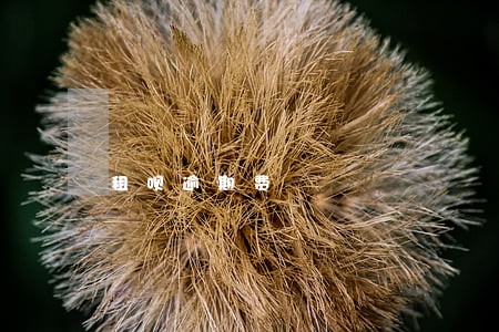 租呗逾期费 租呗逾期费