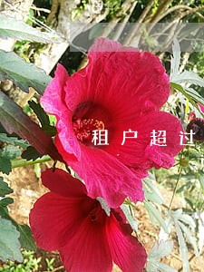 租户超过几人违法 租户超过几人违法