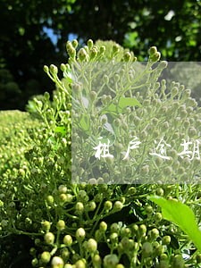 租户逾期可以解除租金吗 租户逾期可以解除租金吗