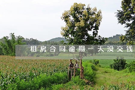 租房合同逾期一天没交钱 租房合同逾期一天没交钱