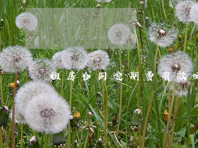 租房合同逾期费有效吗 租房合同逾期费有效吗
