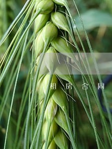 租房合同逾期退押金吗 租房合同逾期退押金吗
