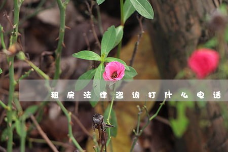 租房法律咨询打什么电话 租房法律咨询打什么电话