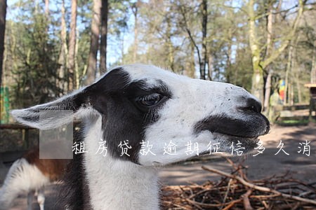 租房贷款逾期征信多久消除 租房贷款逾期征信多久消除
