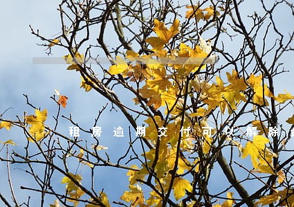 租房逾期交付可以解除合同吗 租房逾期交付可以解除合同吗
