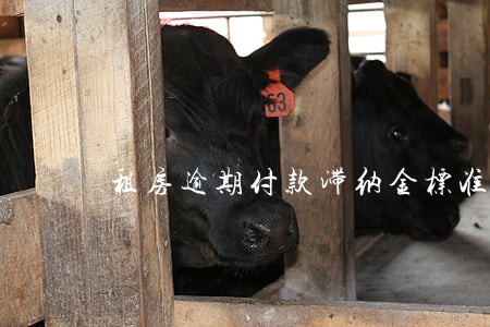 租房逾期付款滞纳金标准 租房逾期付款滞纳金标准