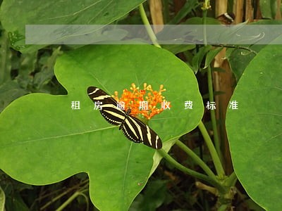 租房逾期收费标准 租房逾期收费标准