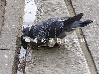 租房逾期违约责任 租房逾期违约责任