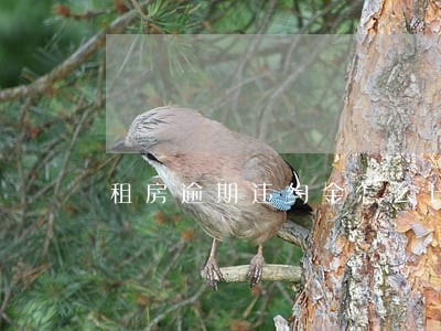 租房逾期违约金怎么计算公式 租房逾期违约金怎么计算公式
