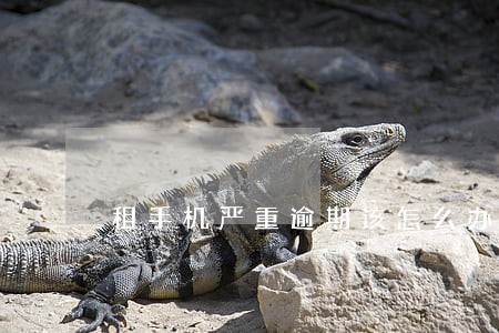 租手机严重逾期该怎么办 租手机严重逾期该怎么办