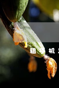 租手机忘记归还逾期 租手机忘记归还逾期
